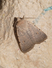 Caradrina aspersa