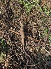 Elgaria multicarinata webbii