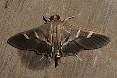 Nomophilini