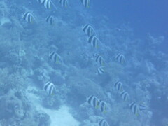 Heniochus diphreutes