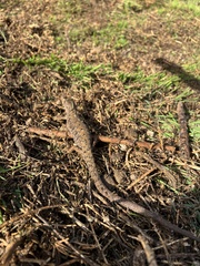 Elgaria multicarinata webbii