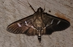 Nomophilini