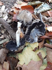 Coprinopsis romagnesiana