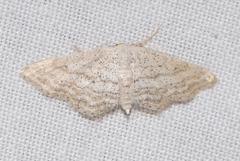 Idaea elongaria