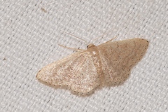 Idaea obsoletaria