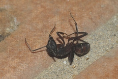 Camponotus cruentatus