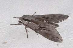 Sphinx maurorum