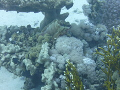 Epinephelus fasciatus