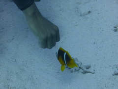 Amphiprion bicinctus