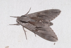 Sphinx maurorum