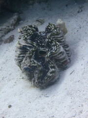 Tridacna squamosa