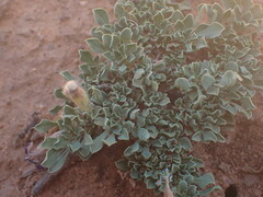 Aptosimum procumbens