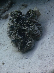 Tridacna squamosa