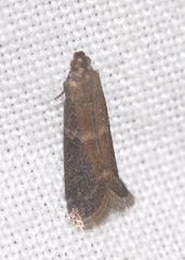 Ephestia woodiella