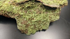 Cladonia caespiticia