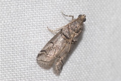 Acrobasis romanella