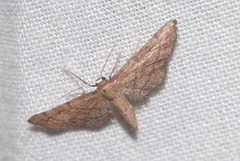 Idaea infirmaria