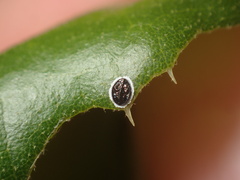 Tetraleurodes perileuca