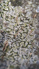 Opegrapha