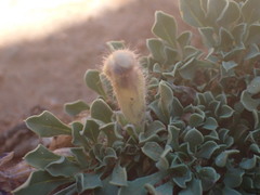 Aptosimum procumbens