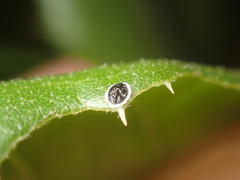 Tetraleurodes perileuca