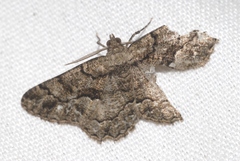 Peribatodes ilicaria