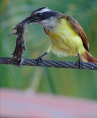 Pitangus sulphuratus