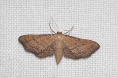 Idaea infirmaria