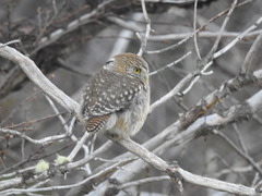 Glaucidium nana