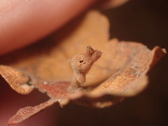 Atrusca clavuloides