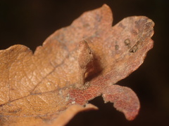 Atrusca clavuloides