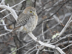 Glaucidium nana