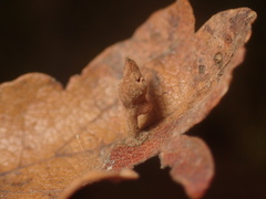 Atrusca clavuloides