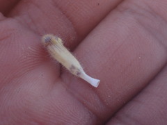 Aptosimum procumbens