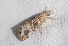 Euchromius cambridgei