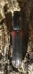 Colydium filiforme