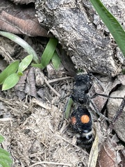 Hoplomutilla