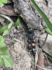Hoplomutilla