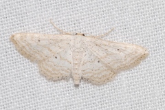 Idaea elongaria