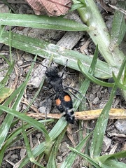 Hoplomutilla