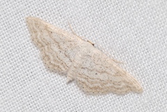 Idaea elongaria