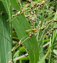 Conocephalus saltator