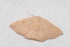 Cyclophora puppillaria