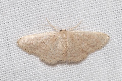 Idaea obsoletaria