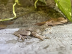 Boana platanera