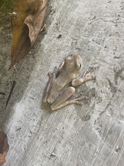 Boana platanera