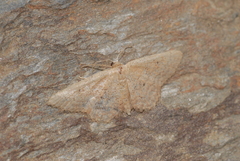 Idaea obsoletaria