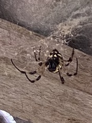 Nephilingis cruentata