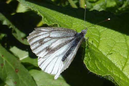 mlynárik repkový (Pieris napi)