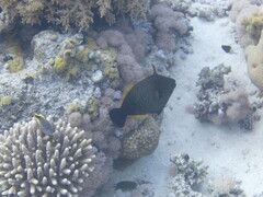 Amanses scopas